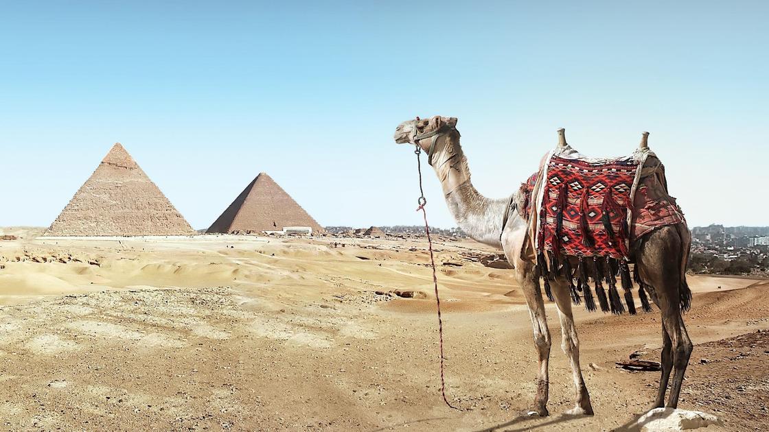 Верблюд стоит рядом с египетскими пирамидами