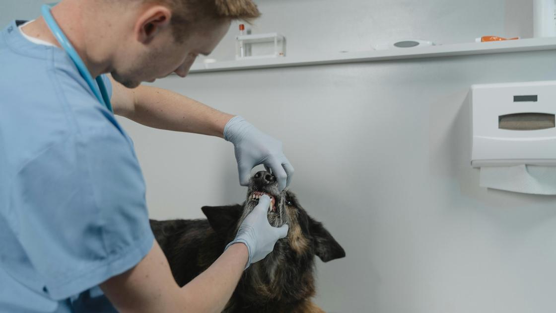 Ветеринар осматривает зубы собаки