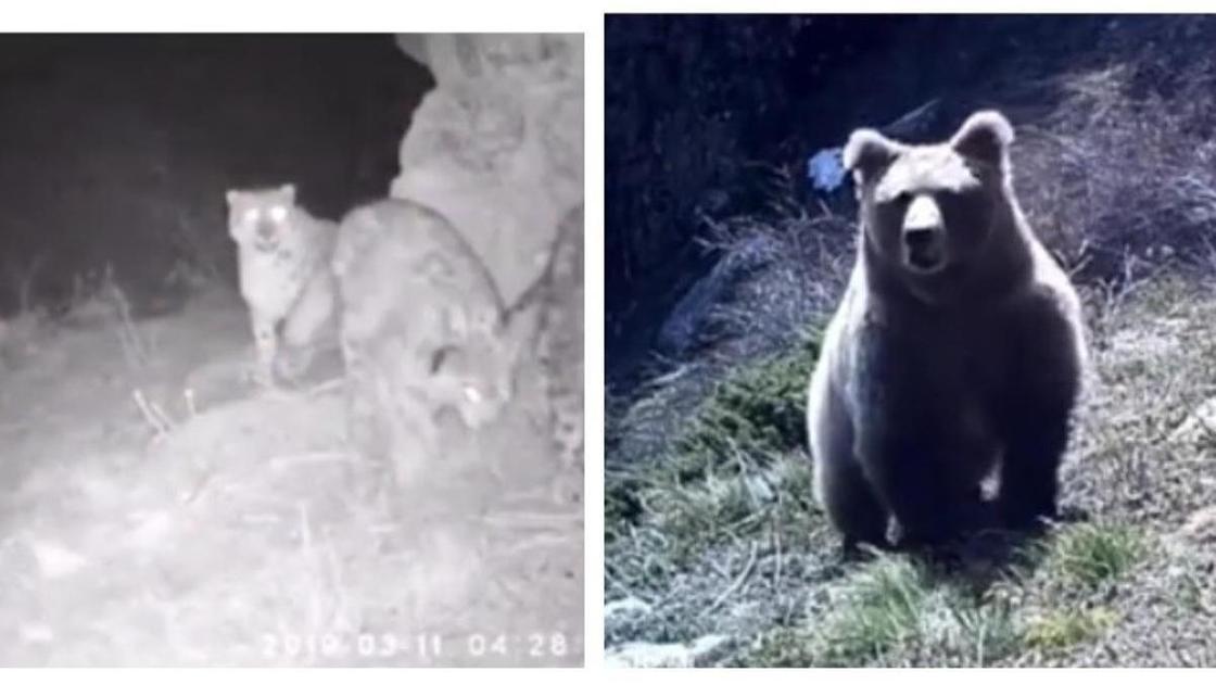 медведь и барсы на фото