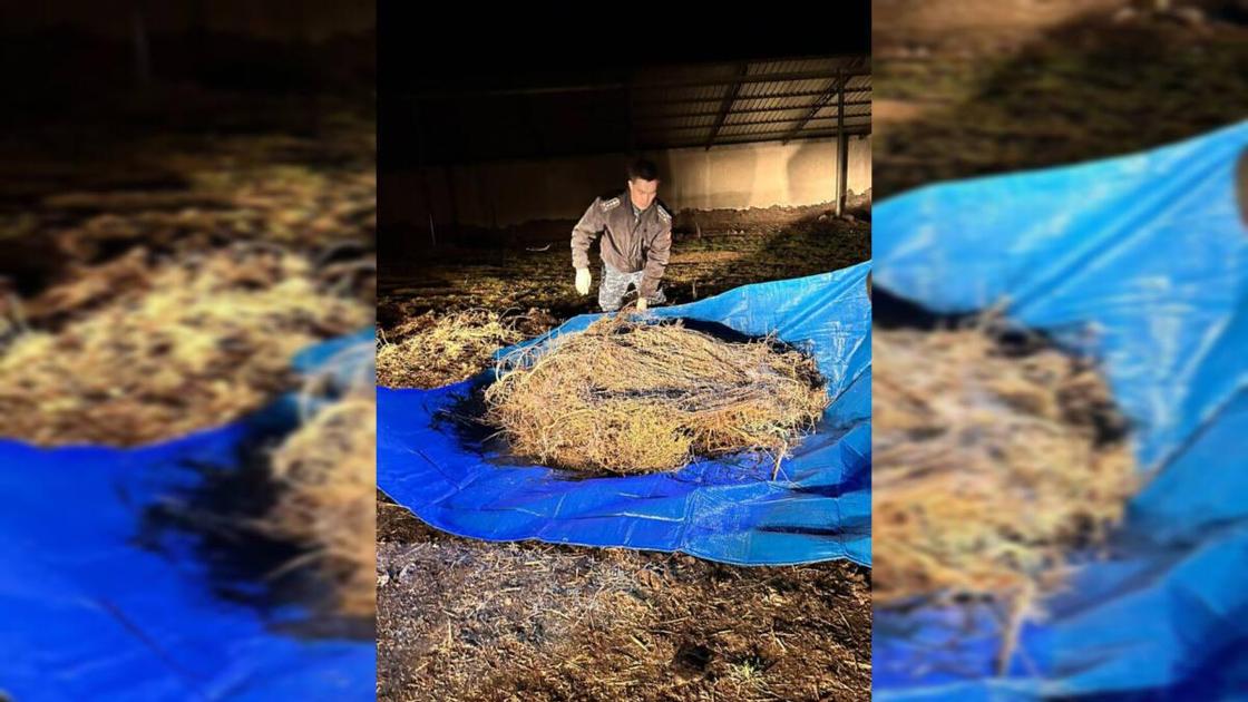 Поиск наркотиков в Жамбылской области