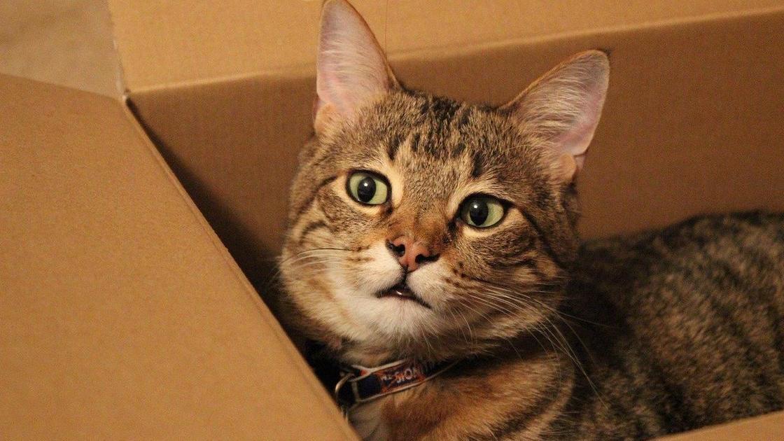 Кот в коробке