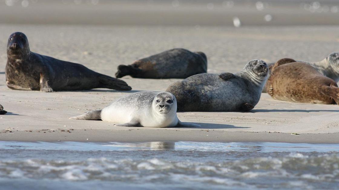 Тюлени на лежбище