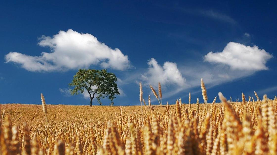 Пшеничное поле с деревом