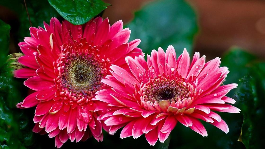Два цветка герберы с розовыми лепестками