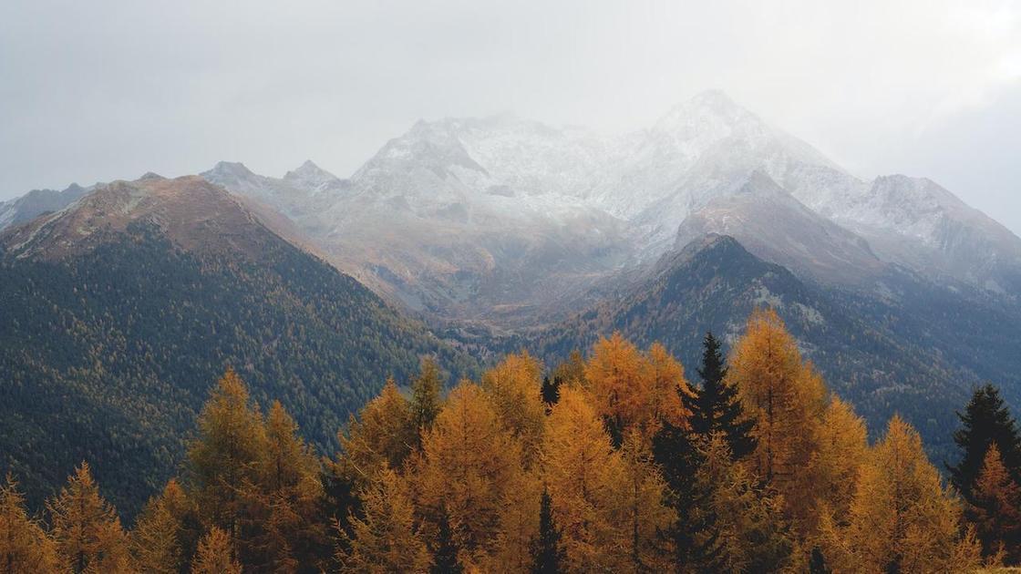 Осенние деревья на фоне гор в тумане