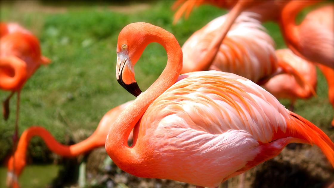 Фламинго
