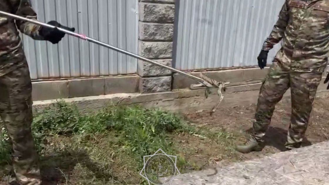 Змея