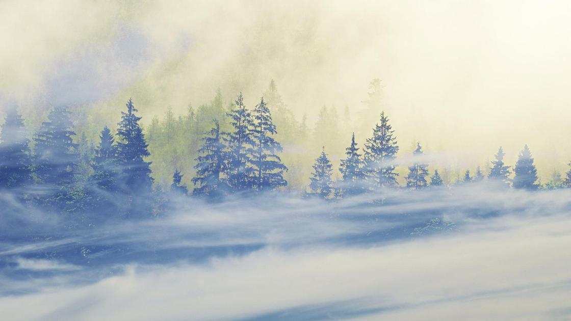 зимний лес в тумане
