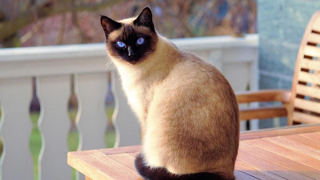 Сиамская кошка рыжего окраса сидит на деревянном столе