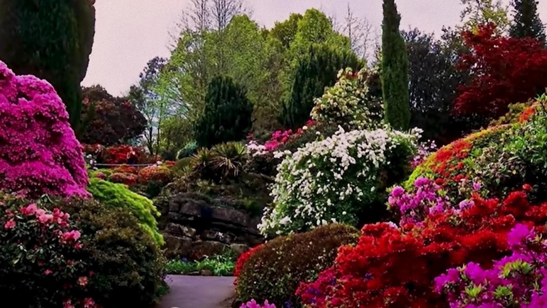 Яркие цветы и кустарники в саду