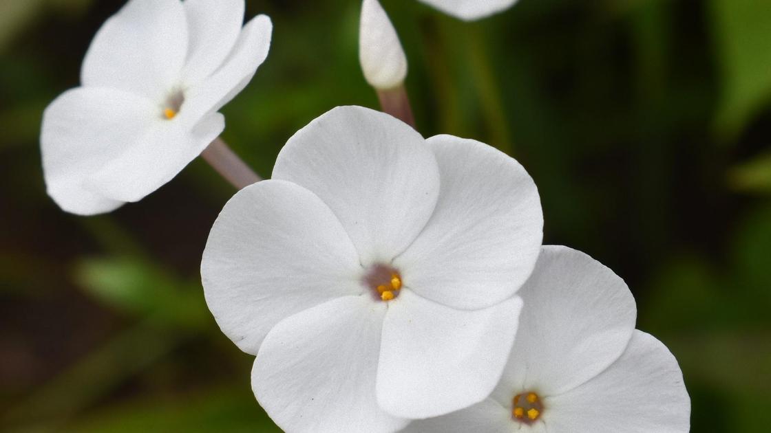 Белые цветки флокса