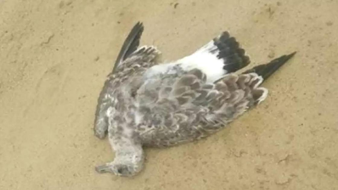 Мертвая птица лежит на песке