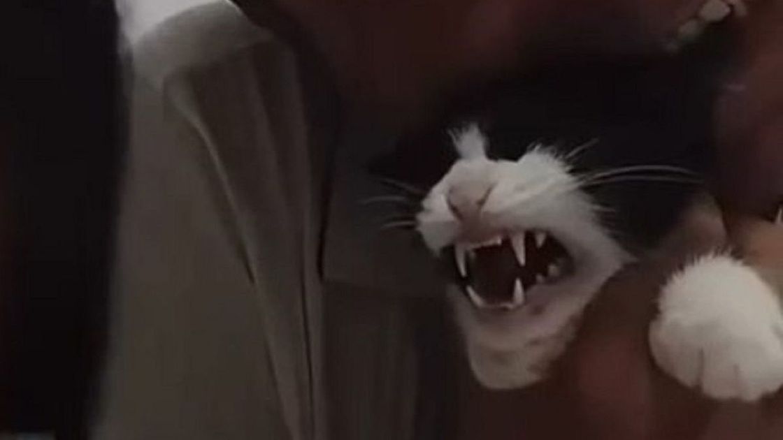 мысық