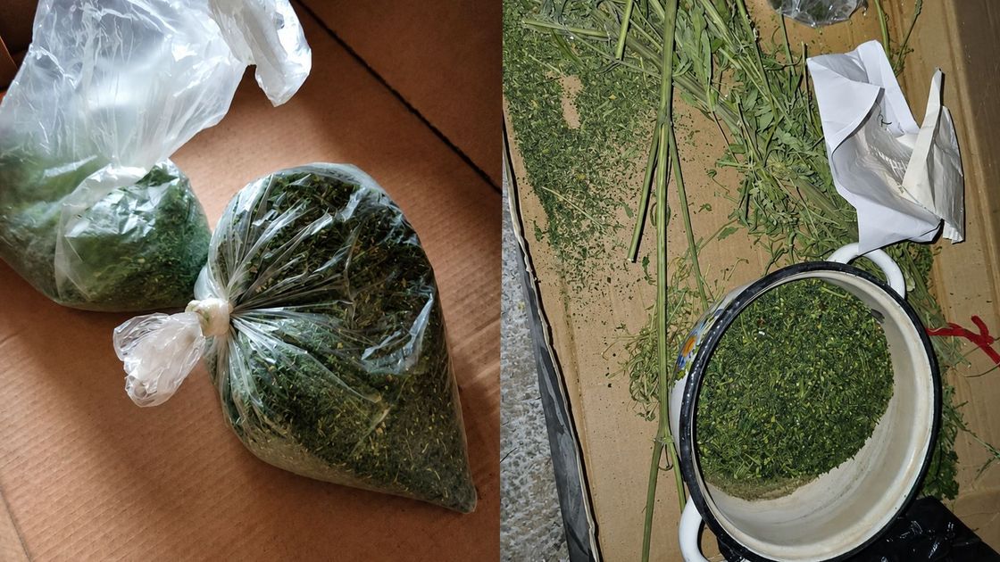 Конопля