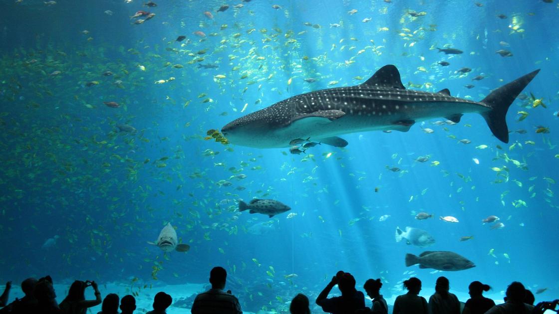 Китовая акула в аквариуме