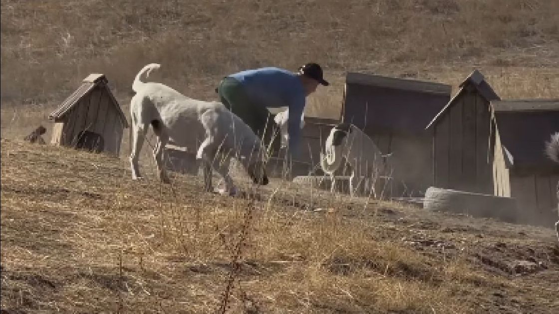 Приют в Алматы
