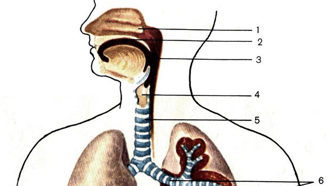 Воздухоносные пути рисунок - 94 фото
