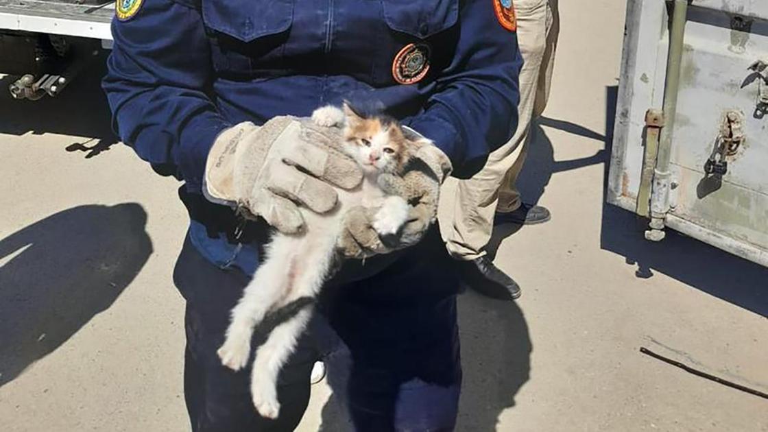 Котенок, которого вызволили спасатели в Актау