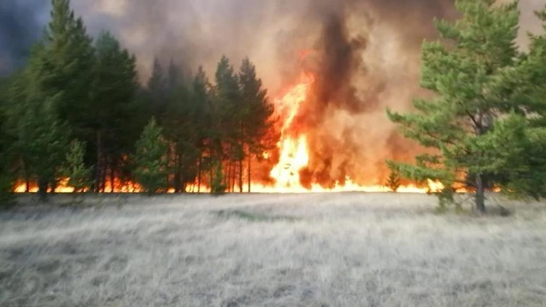 Пожар в лесу