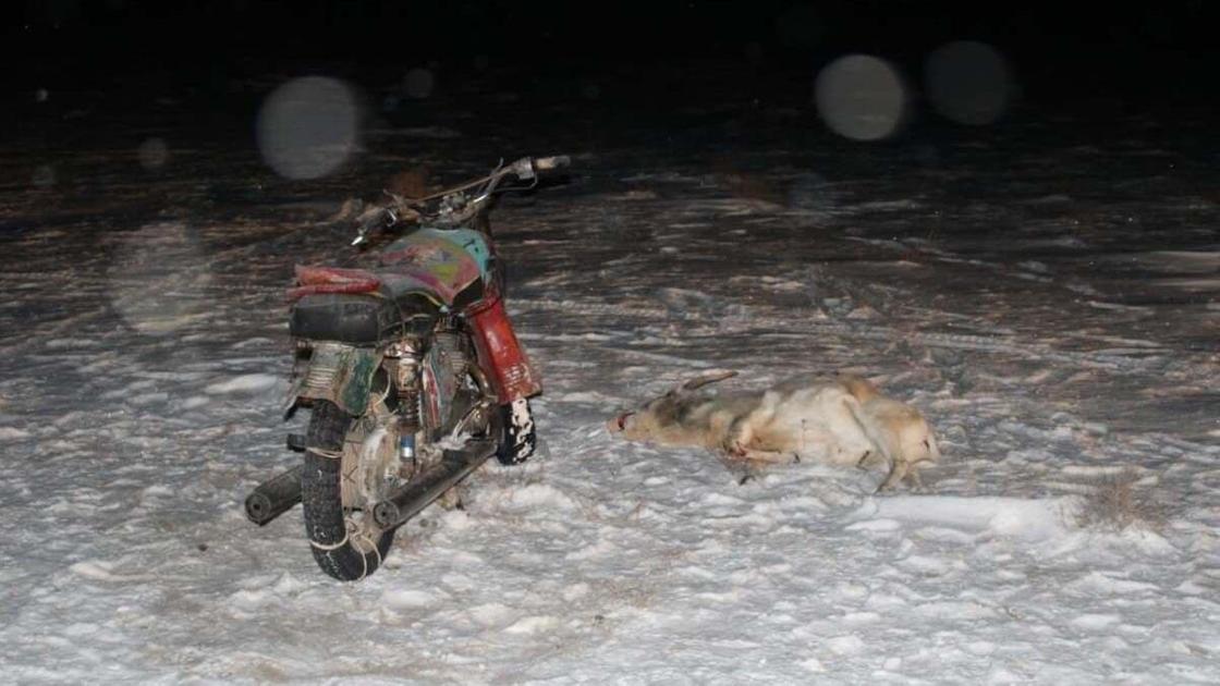 Мотоцикл и туша сайгака на снегу