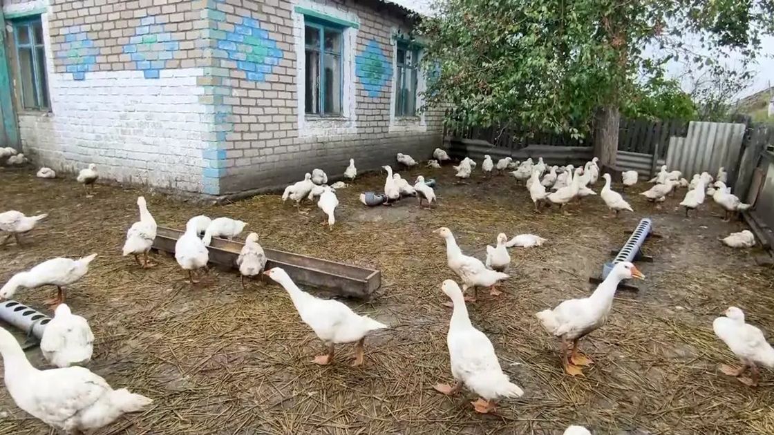 Домашняя птица
