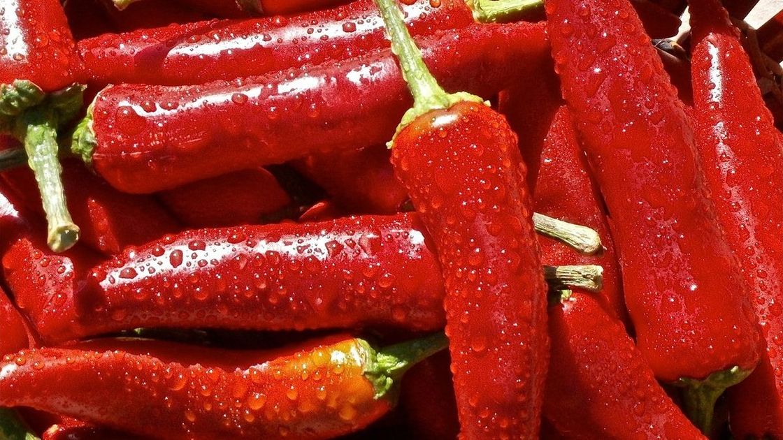 Красный стручковый перец в каплях росы лежит насыпью