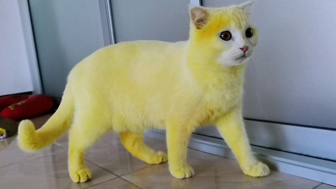 Желтая кошка