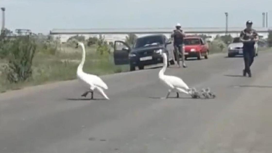 Лебеди на дороге в Карагандинской области