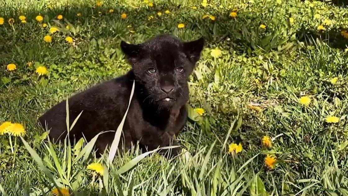 Детеныш ягуара, родившийся в Алматинском зоопарке