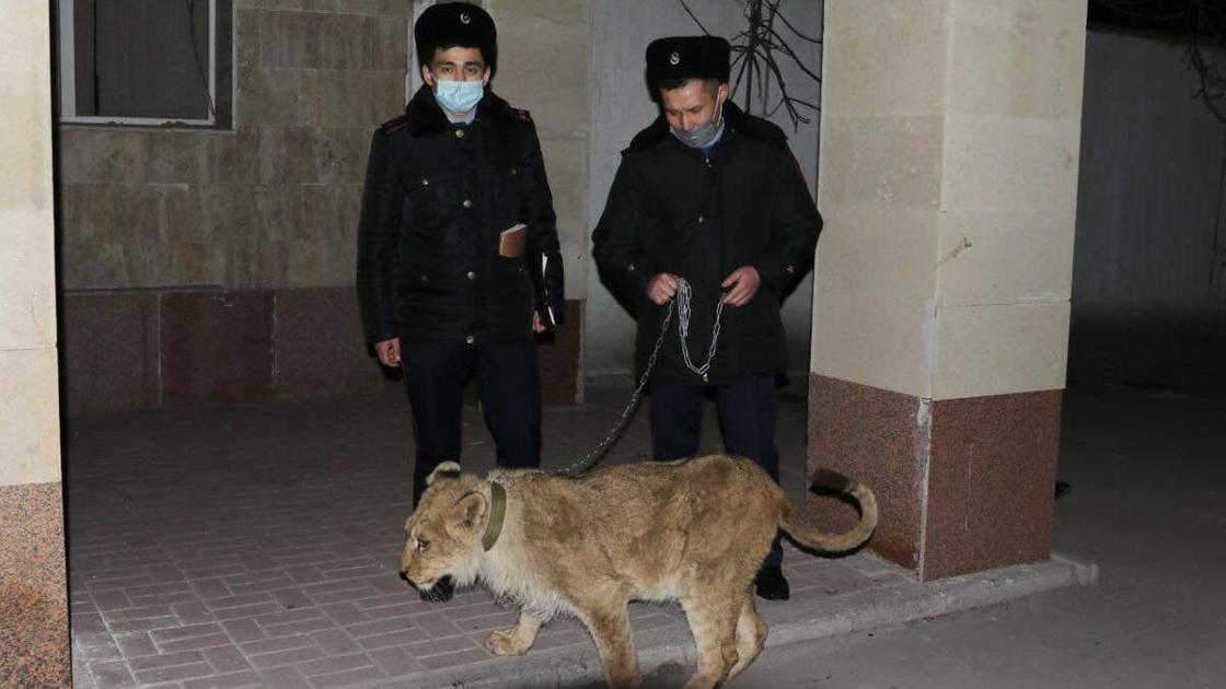 Полицейские ведут львенка