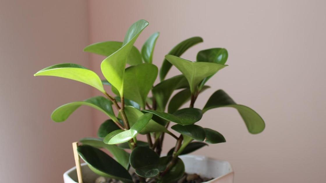 Растение с плотными зелеными листьями на толстых стеблях в белом горшке