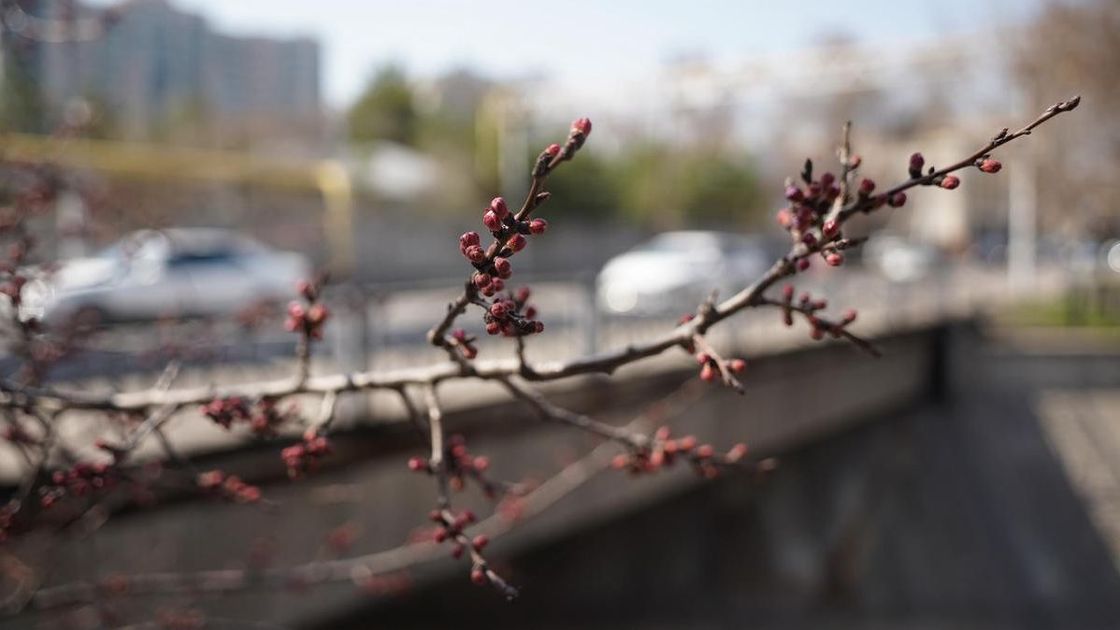 Бүршік атайын деп тұрған ағаш