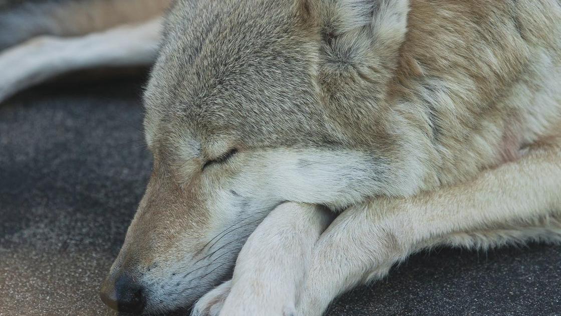 Волк спит