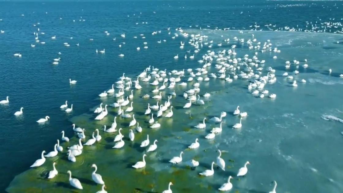 Лебеди плавают в Каспийском море