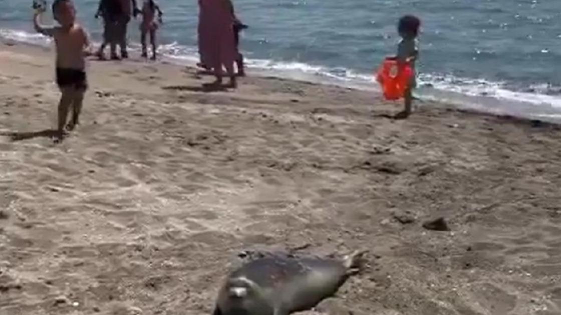 Ребенок кидает камень в тюленя