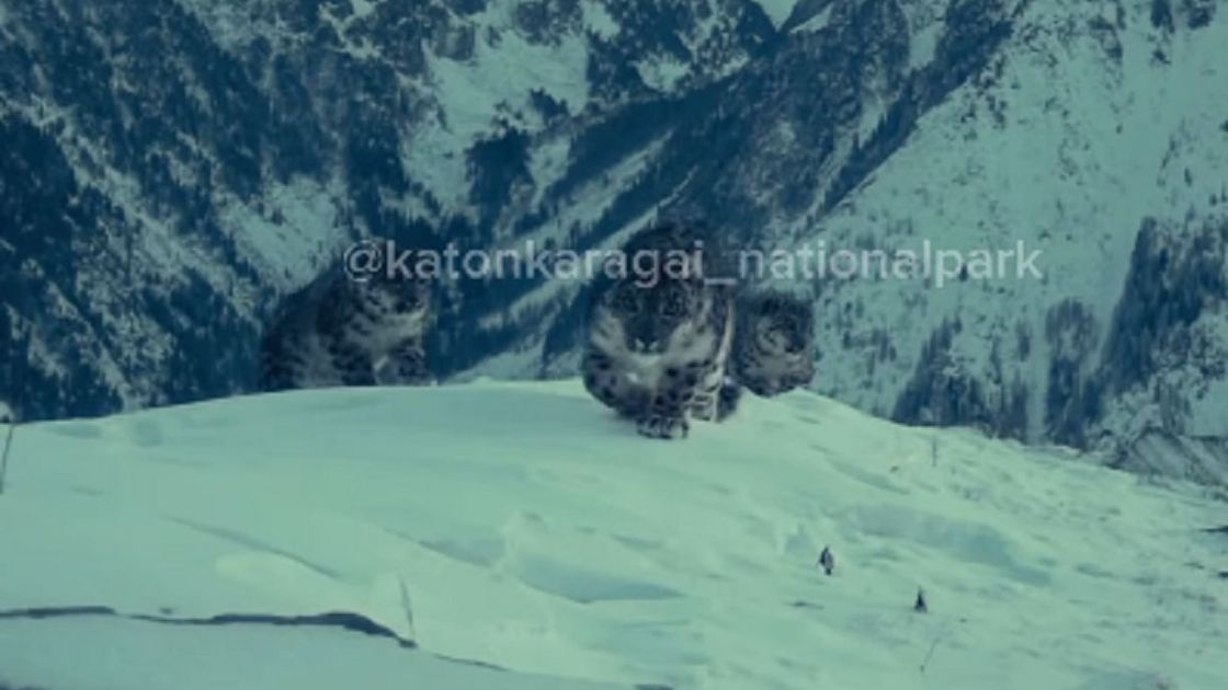 Снежный барс с детенышами