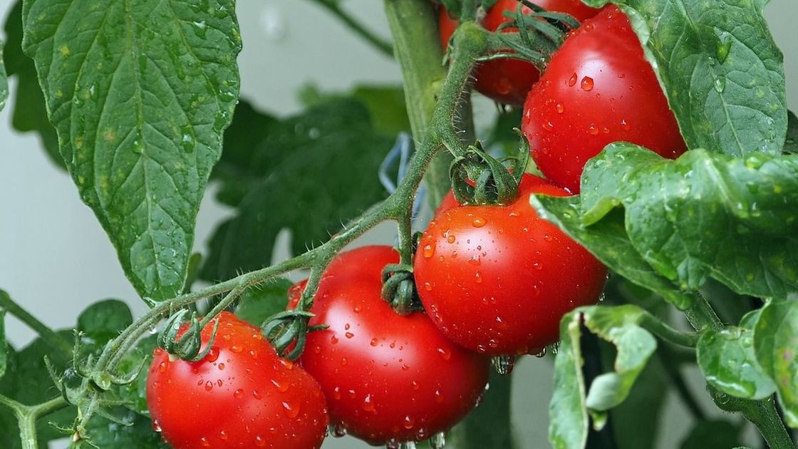 Красные томаты  висят на зеленом кусте