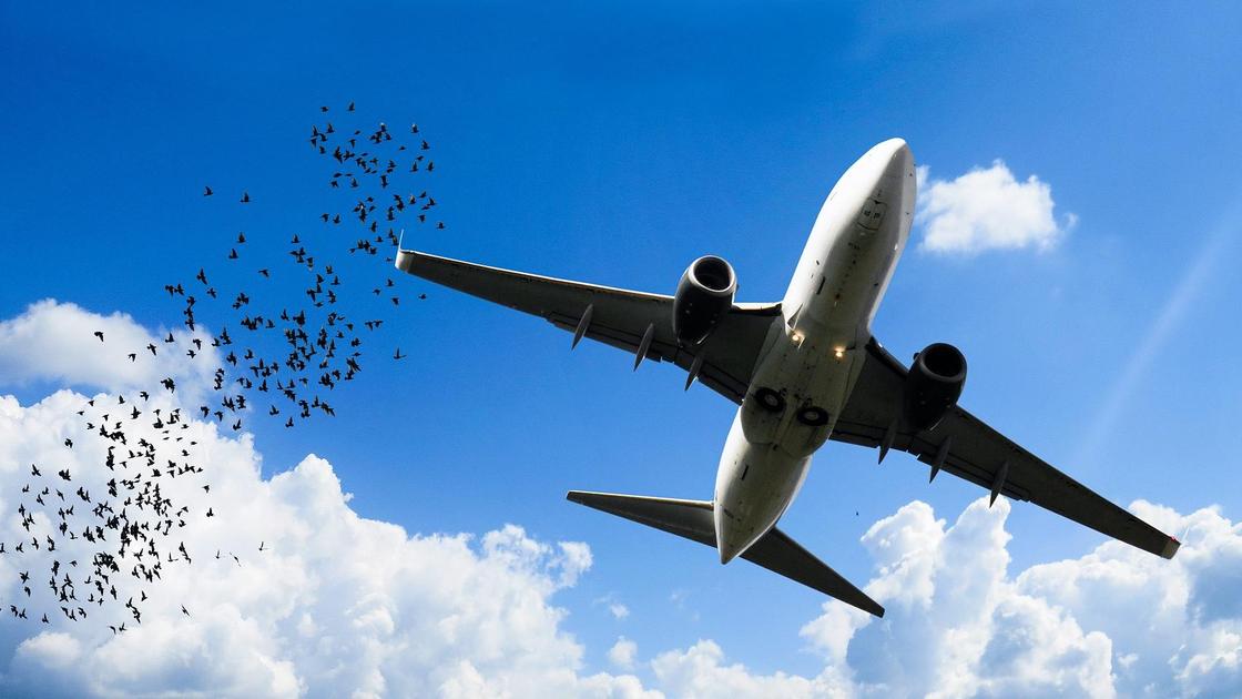 Птицы летят возле самолета в небе