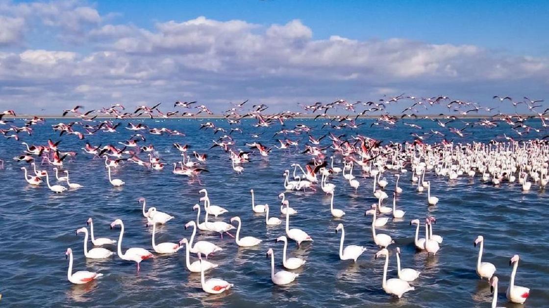 Фламинго на озере Караколь
