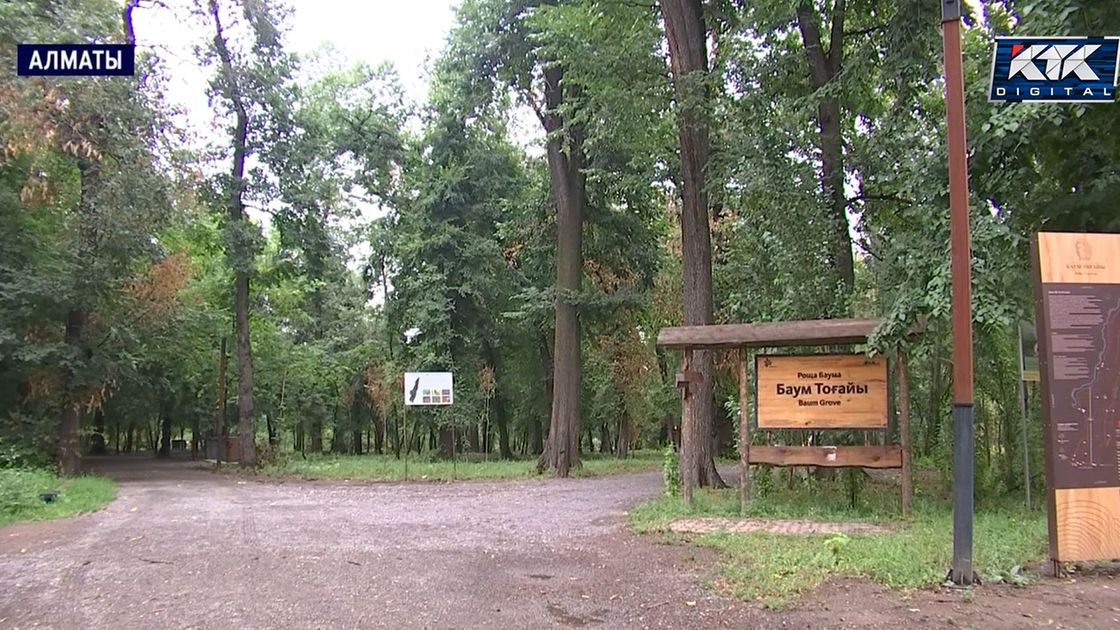 Роща Баума