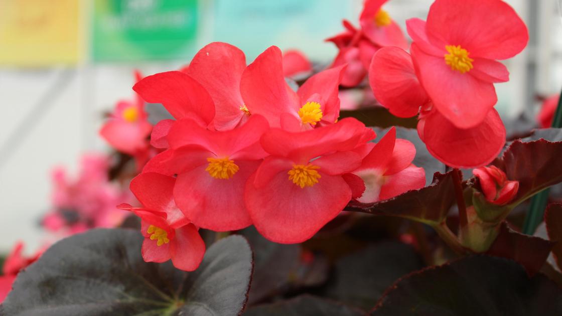 Begonia