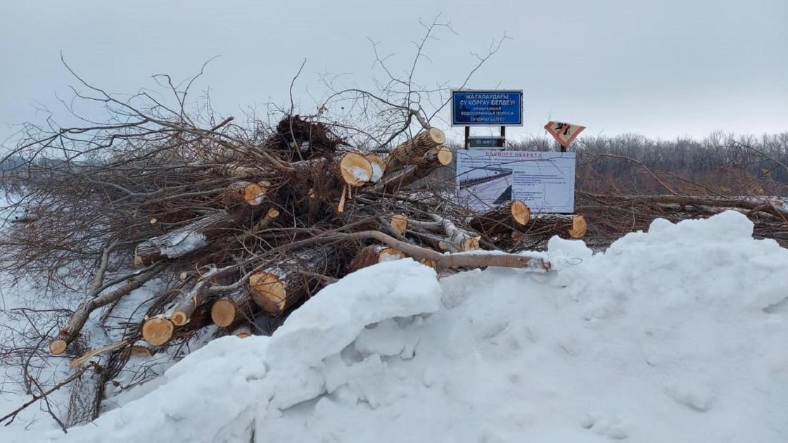 Рубят деревья в Уральске