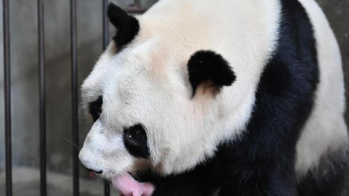 Панда с детенышем во рту