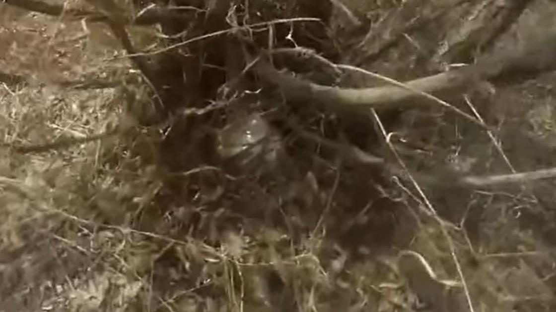 Сверток с наркотиками, найденный в Нур-Султане Сверток с наркотиками, найденный в Нур-Султане