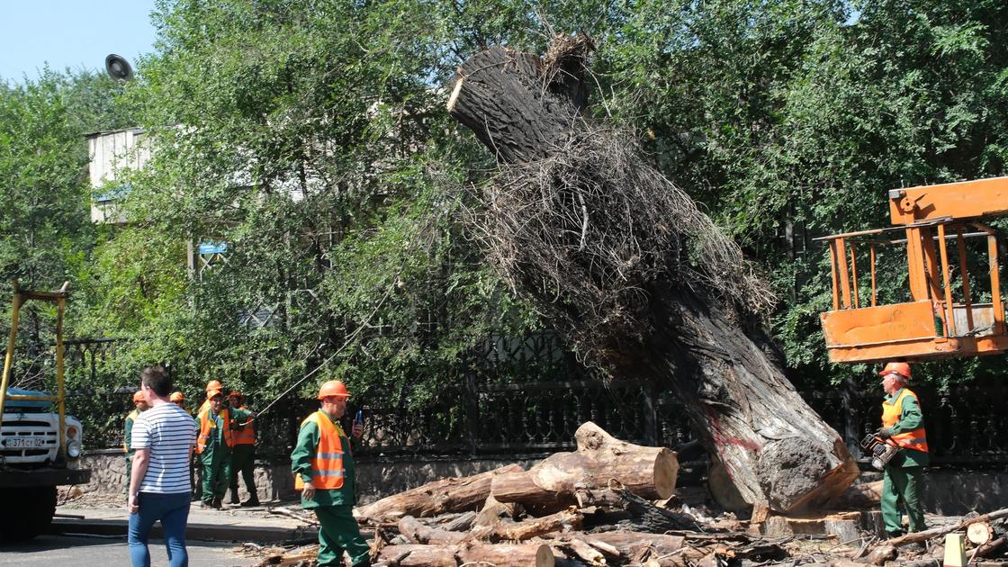 Рабочие спиливают дерево