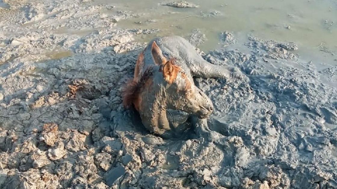 Лошадь лежит в грязи в ЗКО