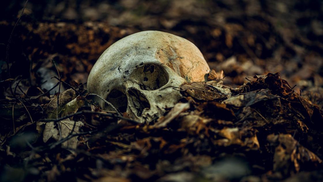 Череп лежит в земле