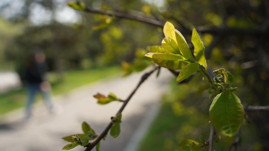 Листья распустились на ветках дерева