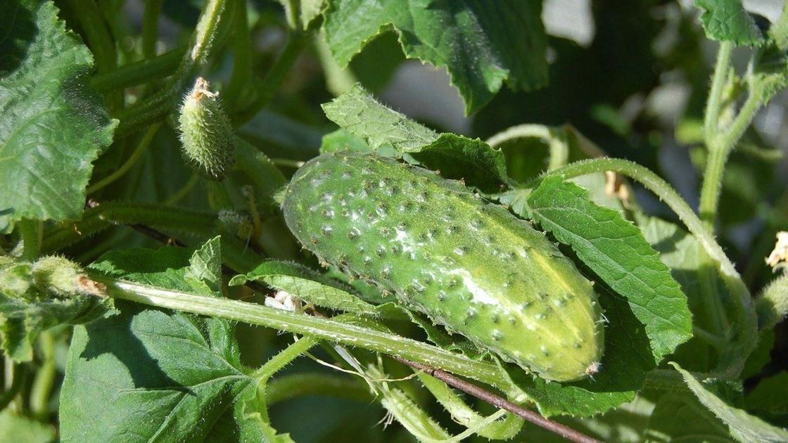 Болезни Огурцов Борьба С Ними Фото