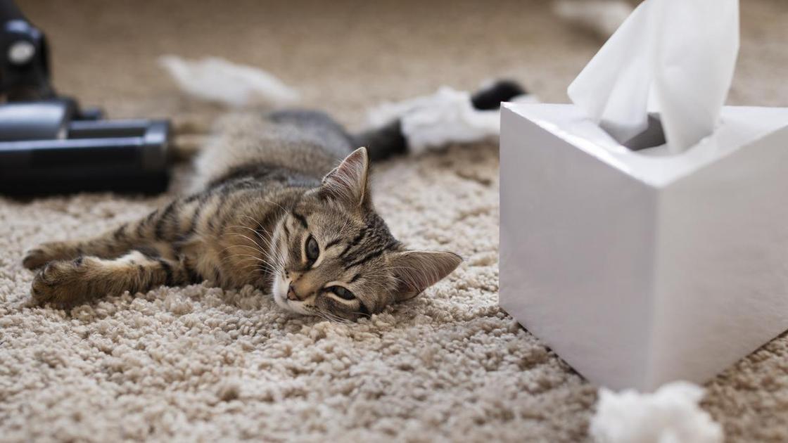 Серый котенок лежит на ковре. Рядом стоит коробка с салфетками и разбросанные скомканные салфетки